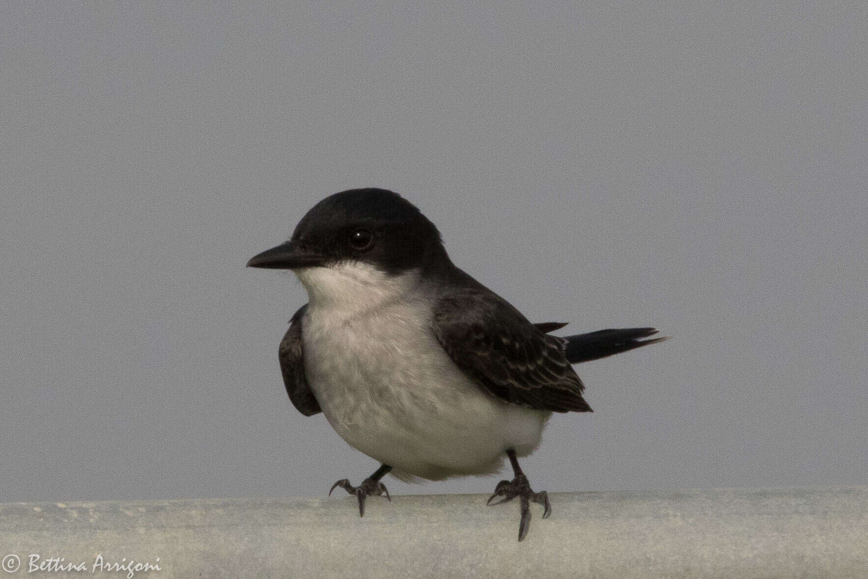 Image of Eastern Kingbird