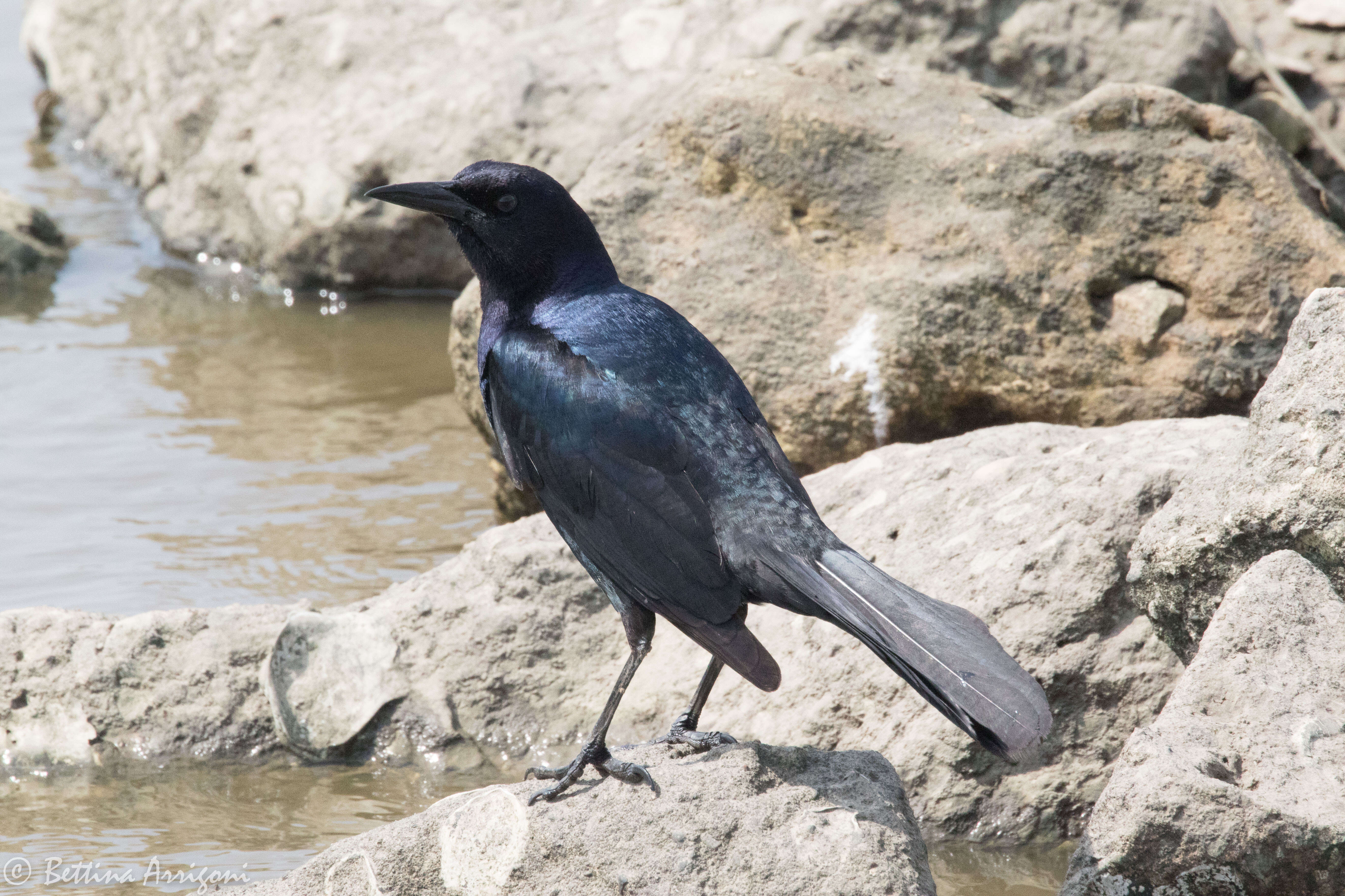 Image of Boat-tailed Grackle