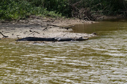 Image of alligators