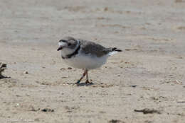 Image of Piping Plover