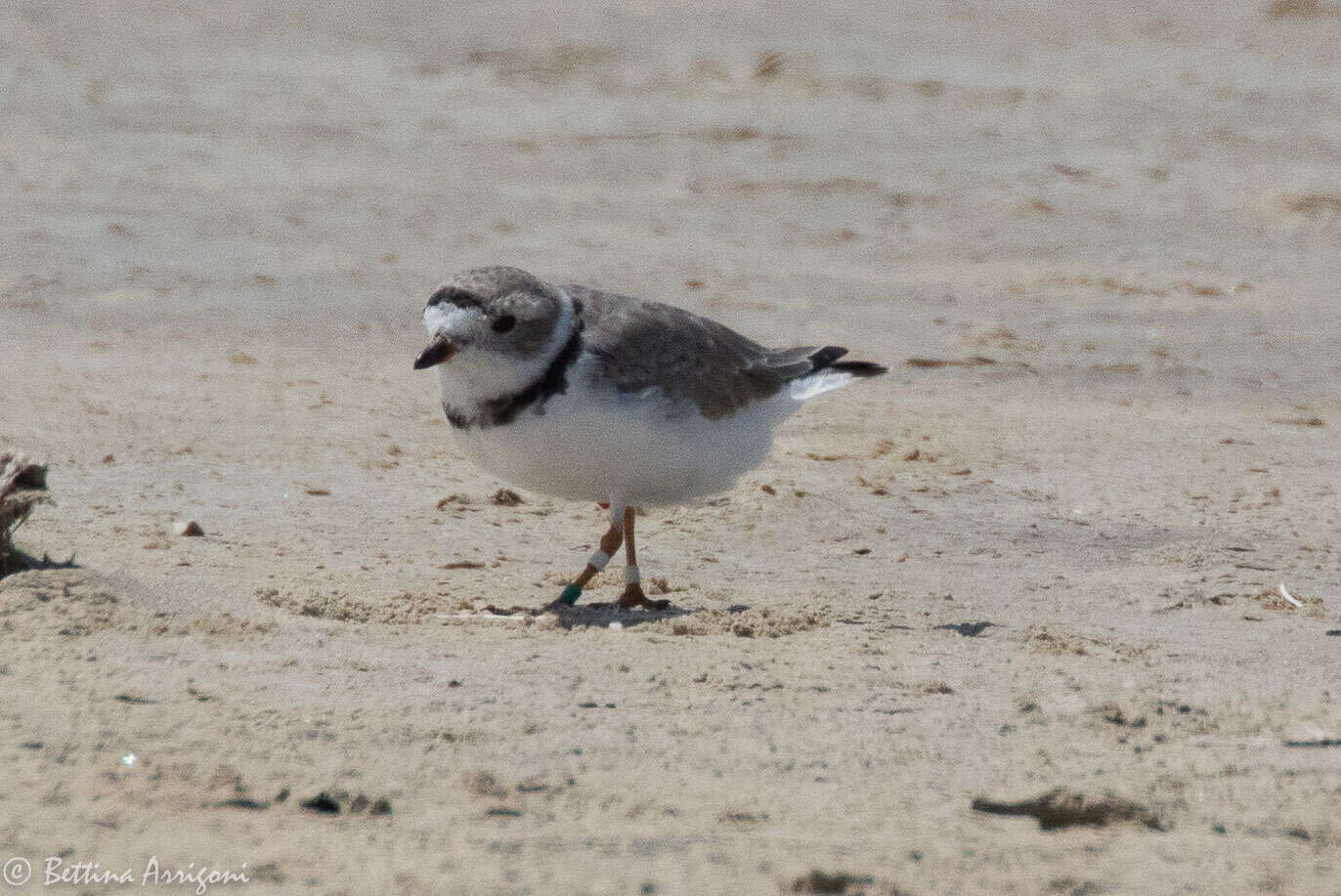 Image of Piping Plover