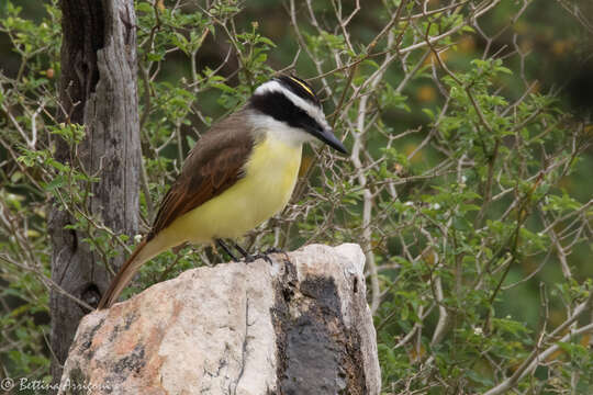 Image of Pitangus Swainson 1827