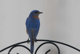 Image of Eastern Bluebird