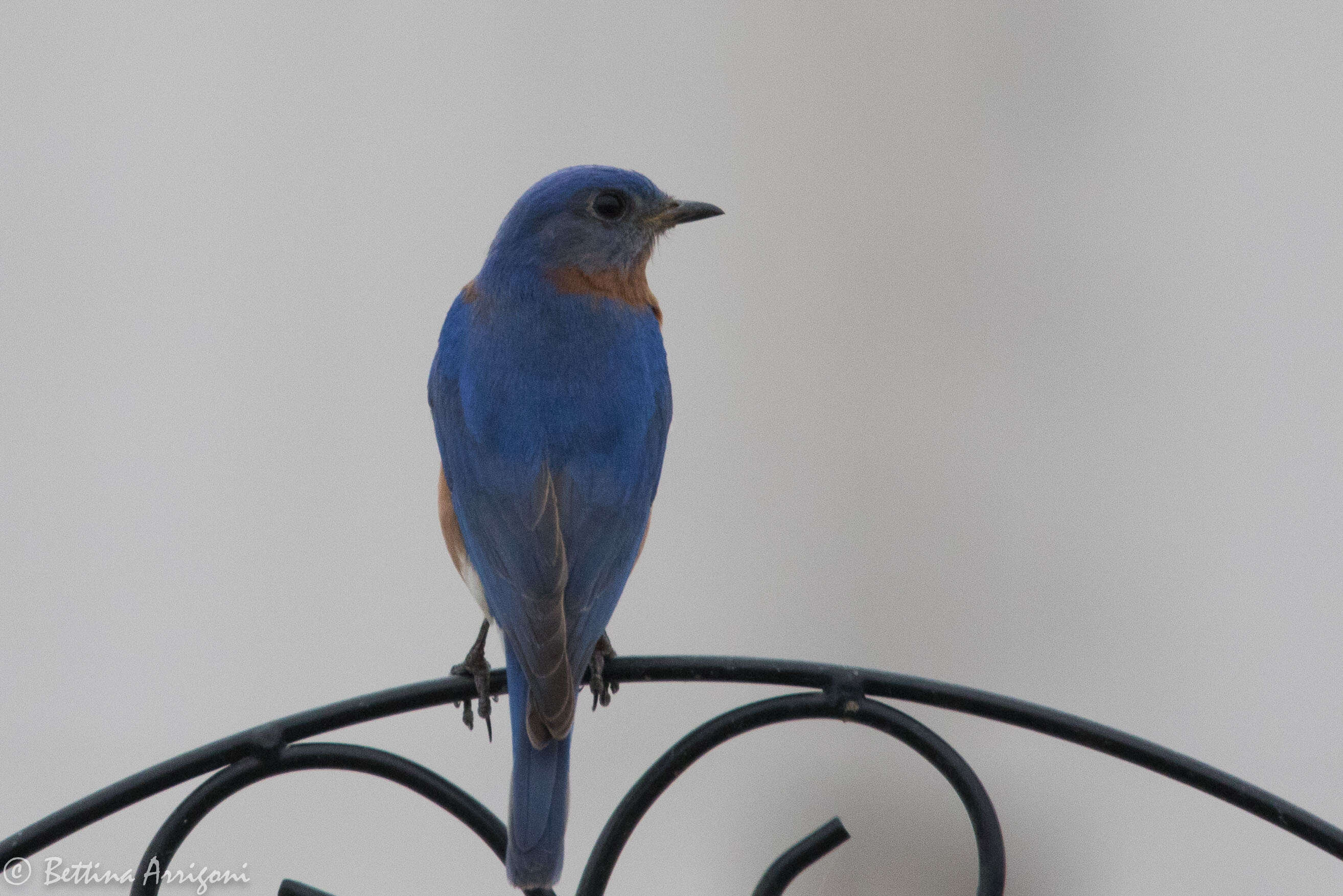 Image of Eastern Bluebird