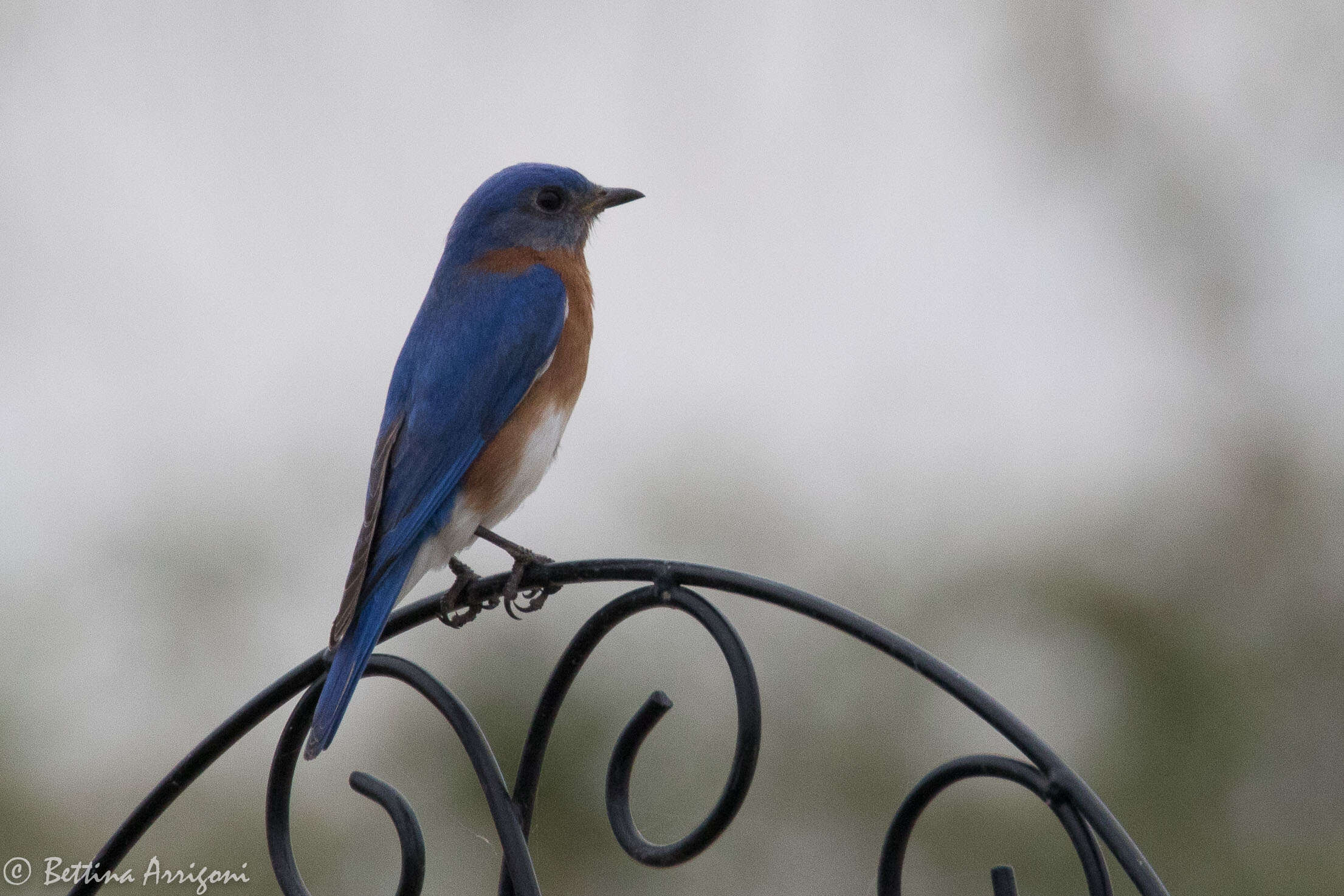 Image of Eastern Bluebird