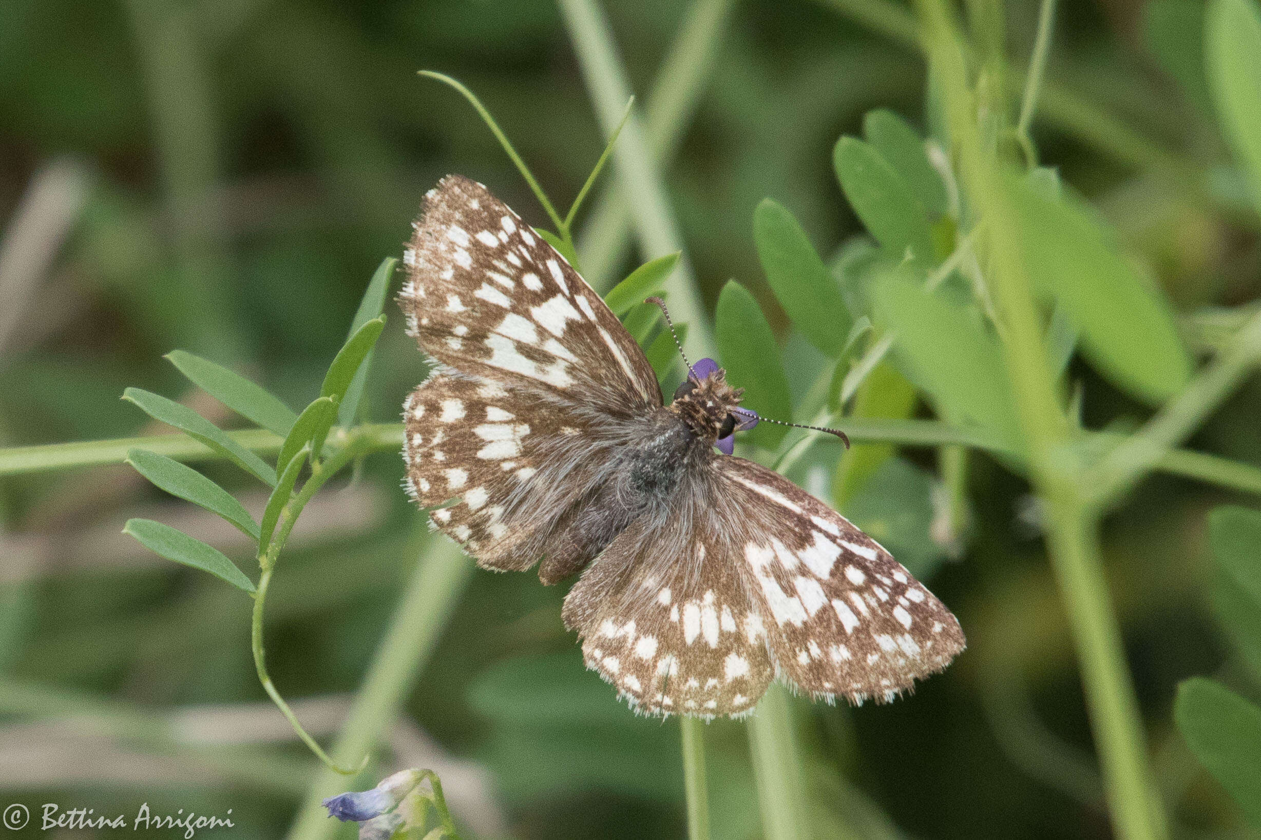 Image of Burnsius communis