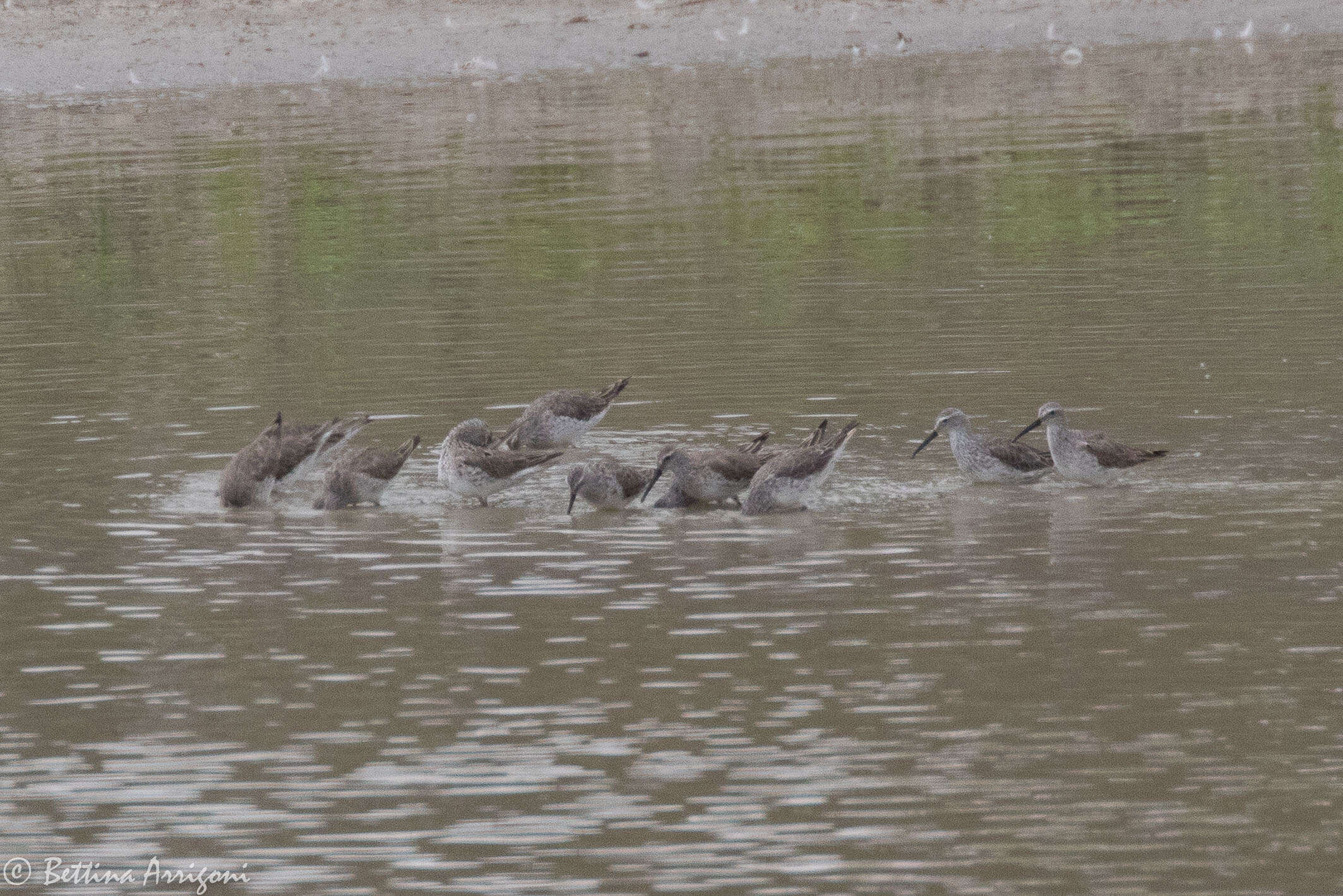 Image of Stilt Sandpiper