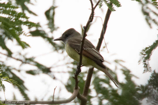 Image of Great Crested Flycatcher