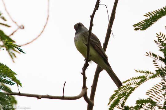 Image of Great Crested Flycatcher