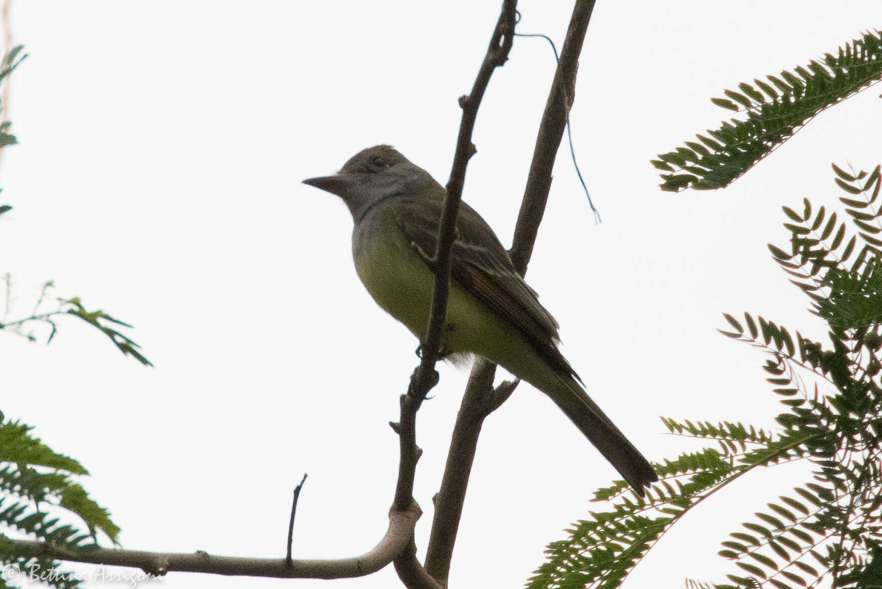 Image of Great Crested Flycatcher