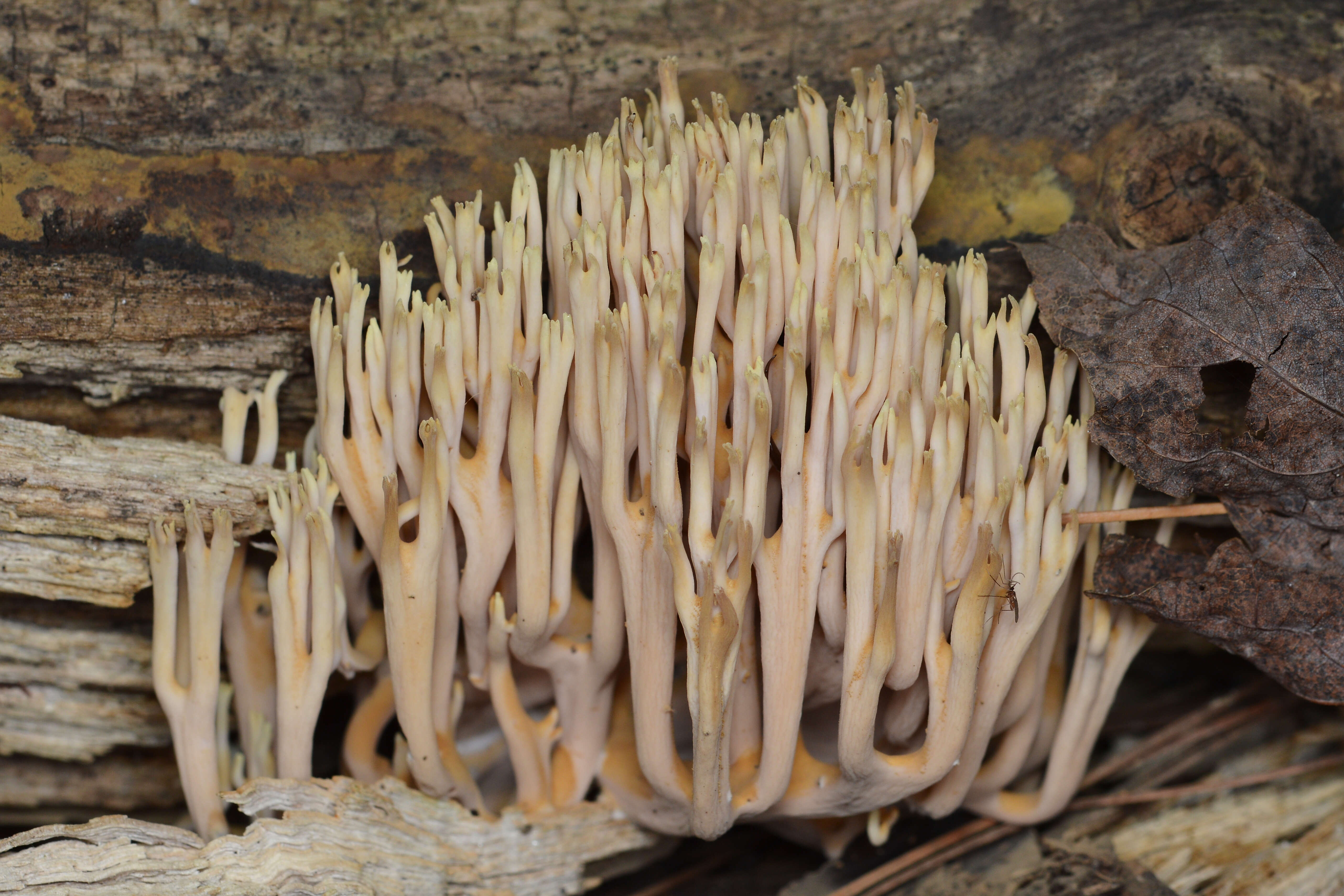 Слика од Ramaria stricta (Pers.) Quél. 1888