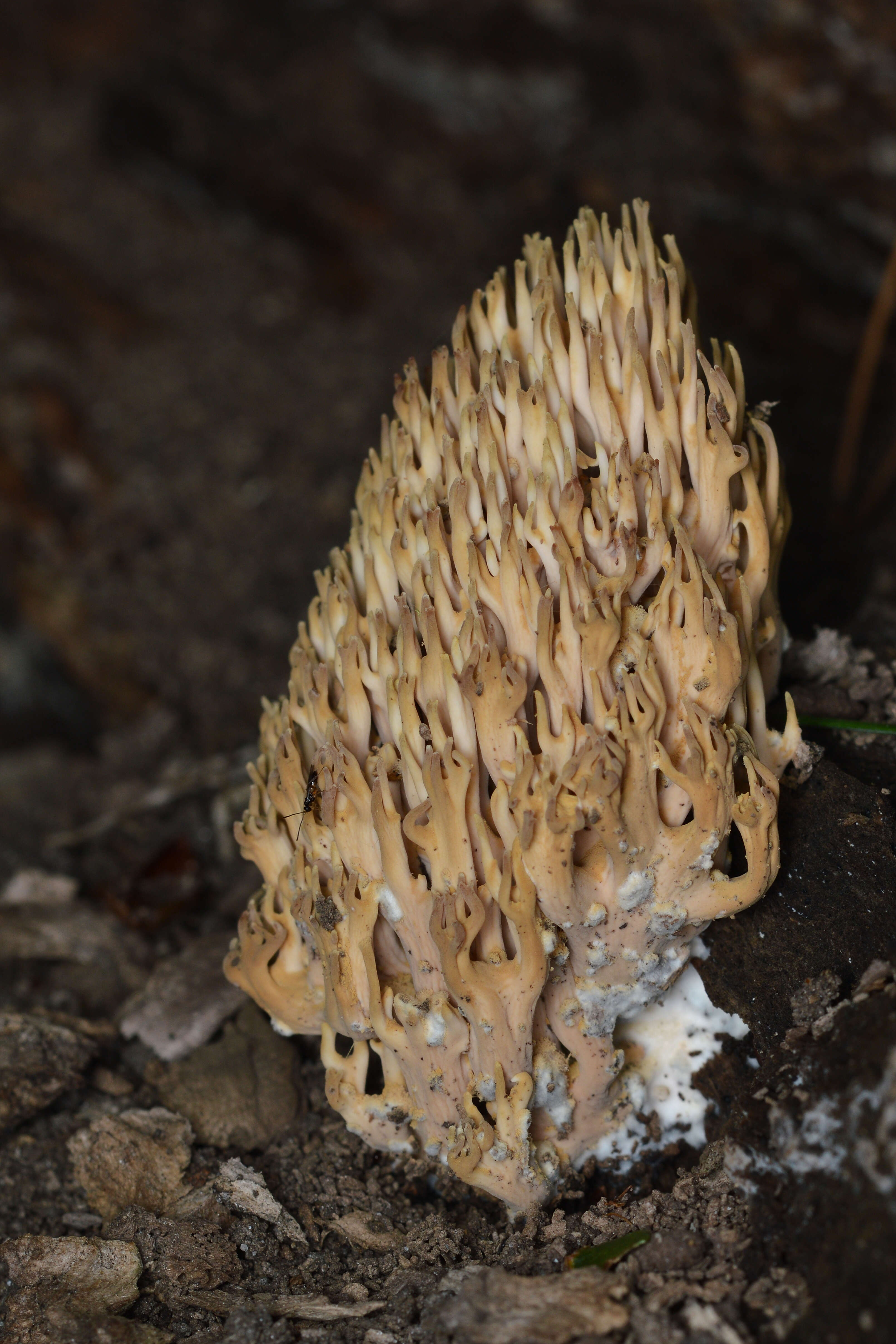 Слика од Ramaria stricta (Pers.) Quél. 1888