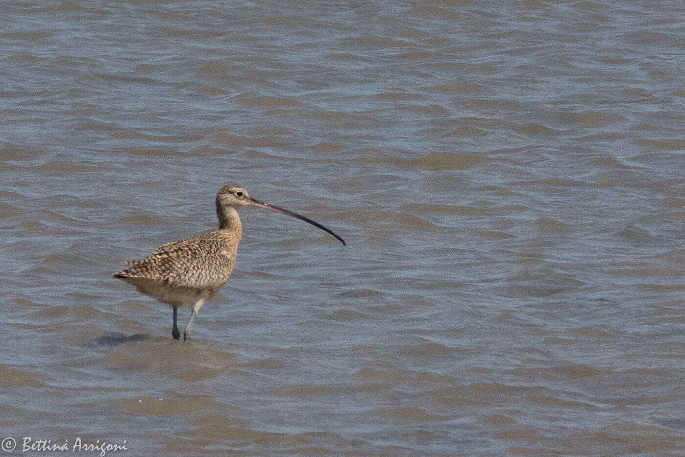 Image of Long-billed Curlew