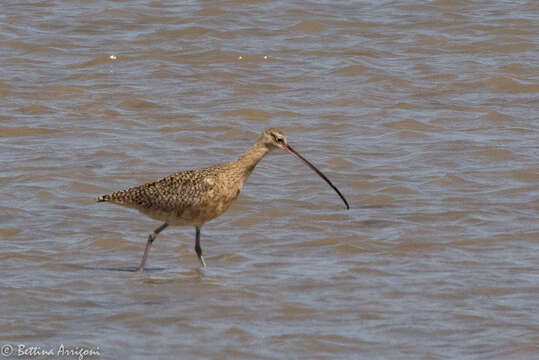 Image of Long-billed Curlew