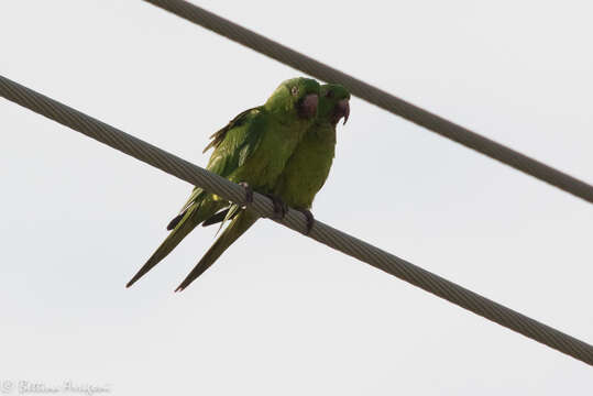 Image of Green Parakeet