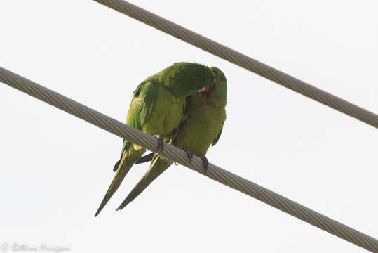 Image of Green Parakeet