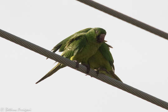 Image of Green Parakeet