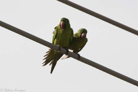 Image of Green Parakeet