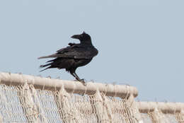 Image of Chihuahuan Raven