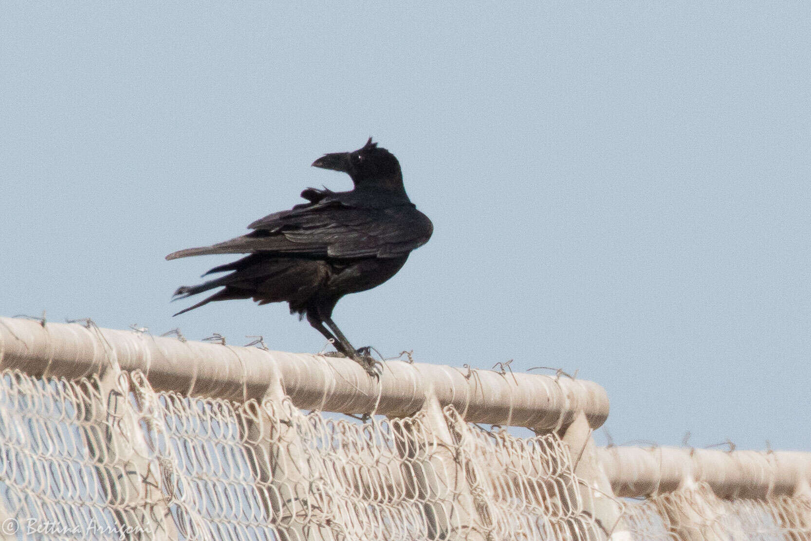 Image of Chihuahuan Raven