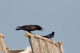 Image of Chihuahuan Raven