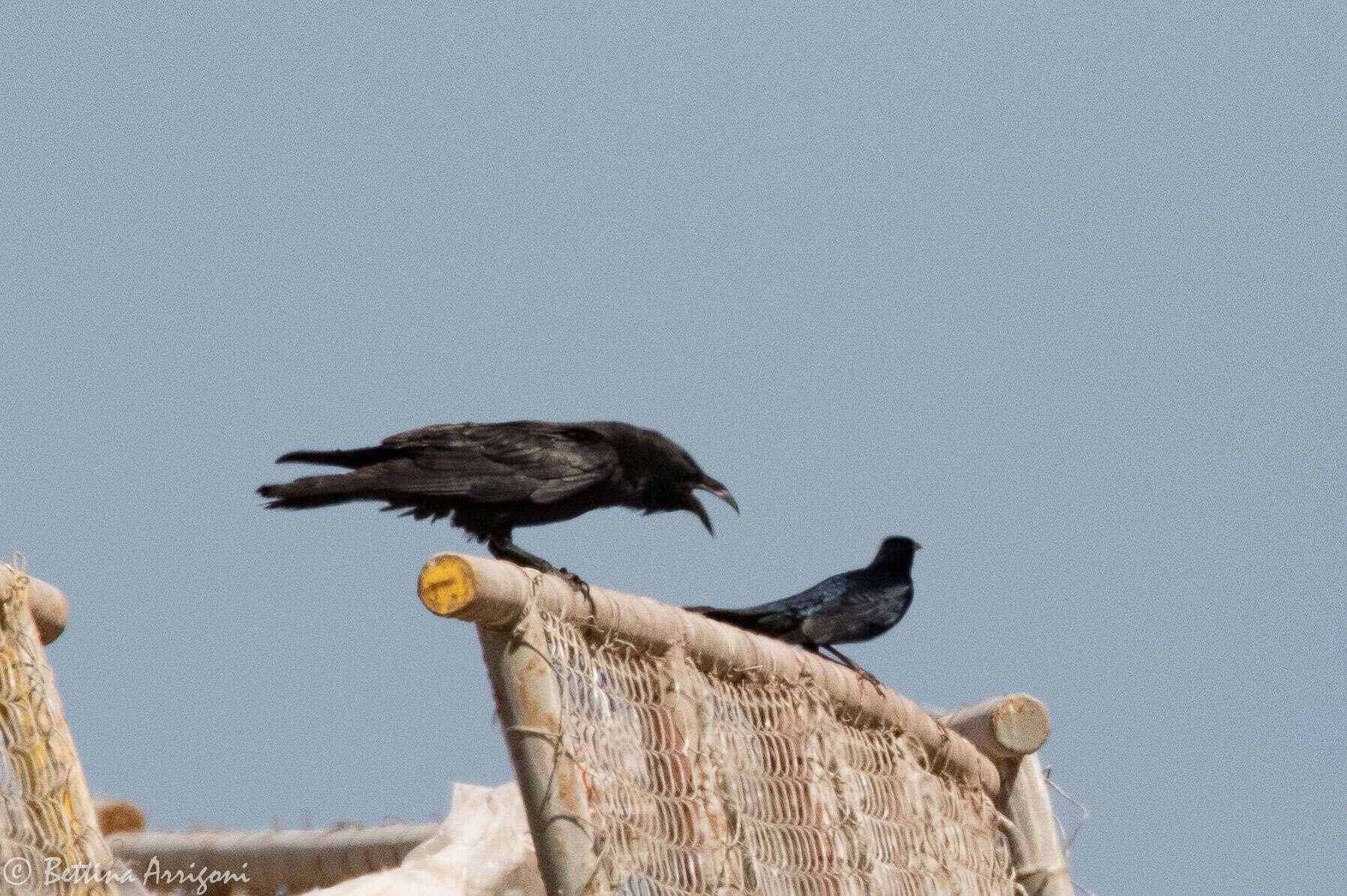 Image of Chihuahuan Raven