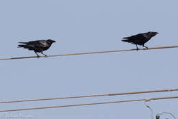 Image of Chihuahuan Raven