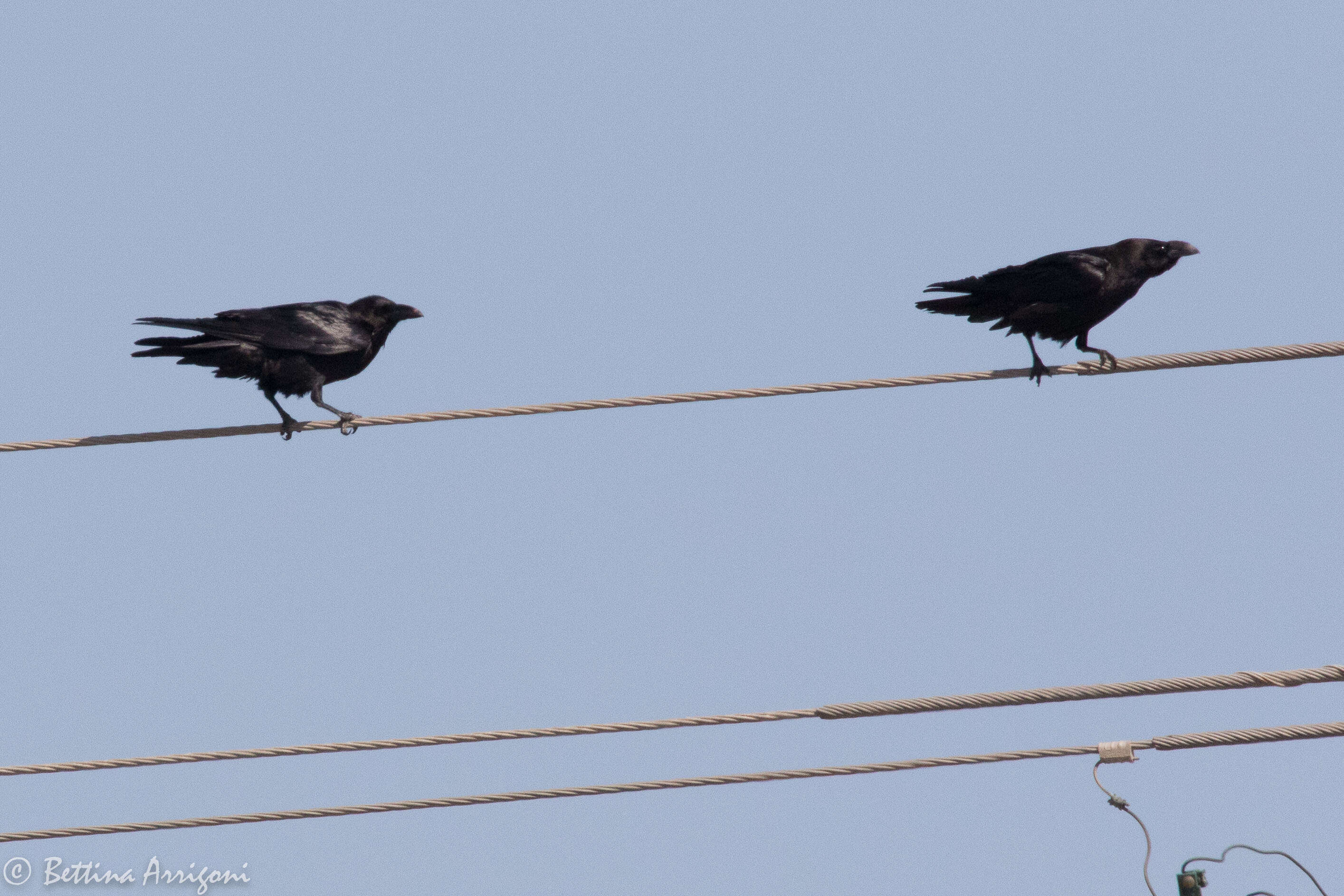 Image of Chihuahuan Raven