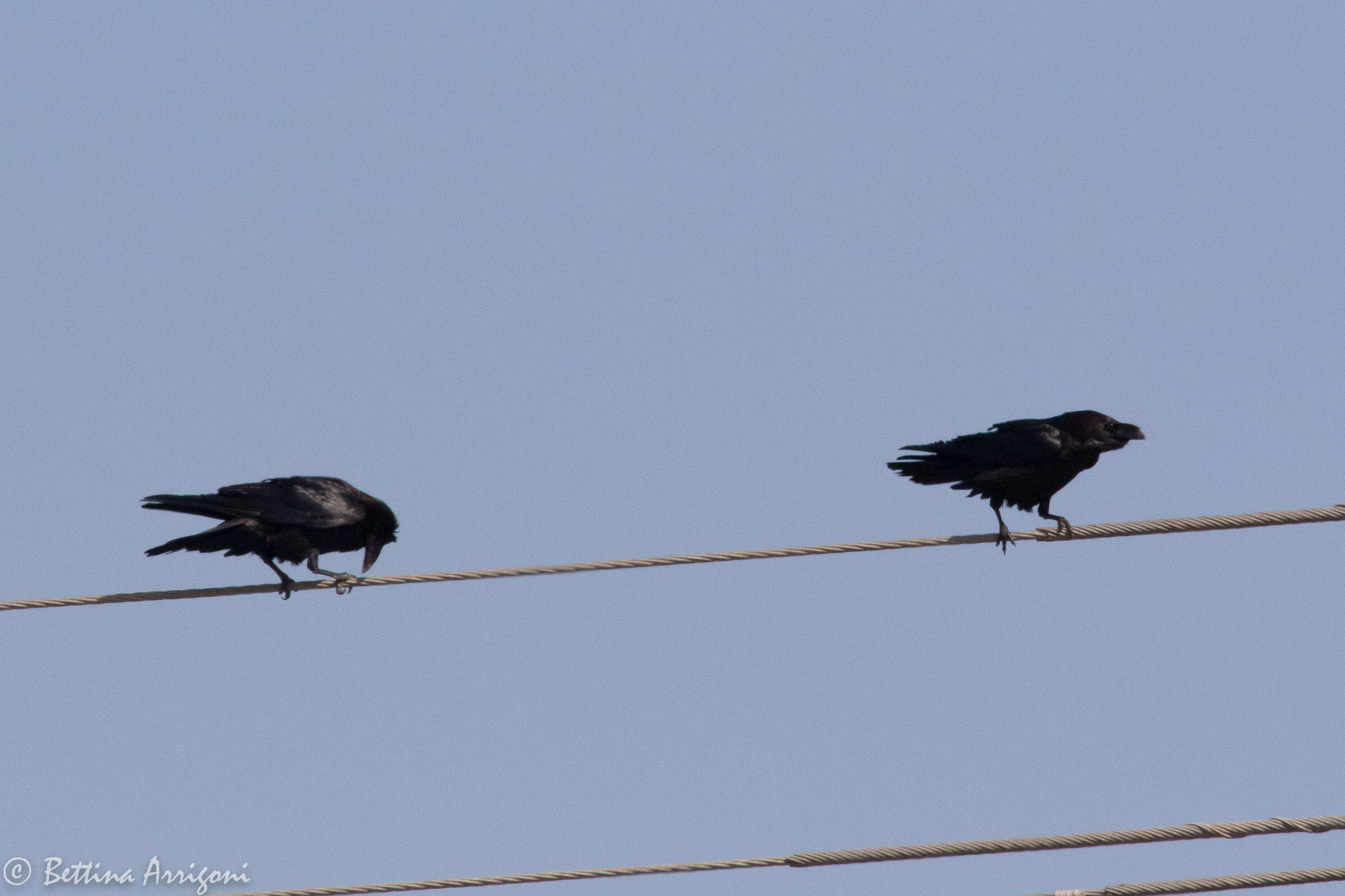 Image of Chihuahuan Raven