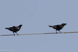 Image of Chihuahuan Raven