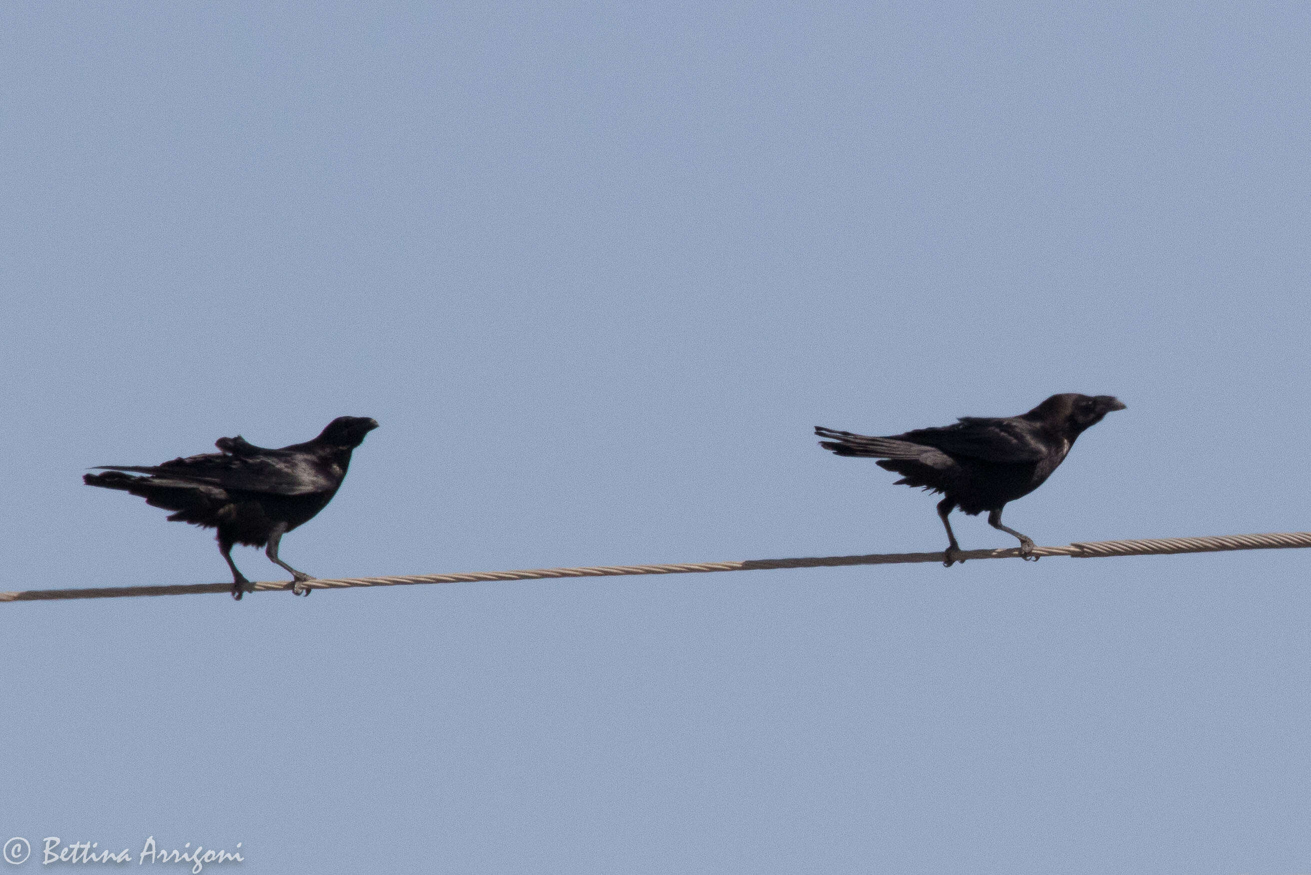 Image of Chihuahuan Raven