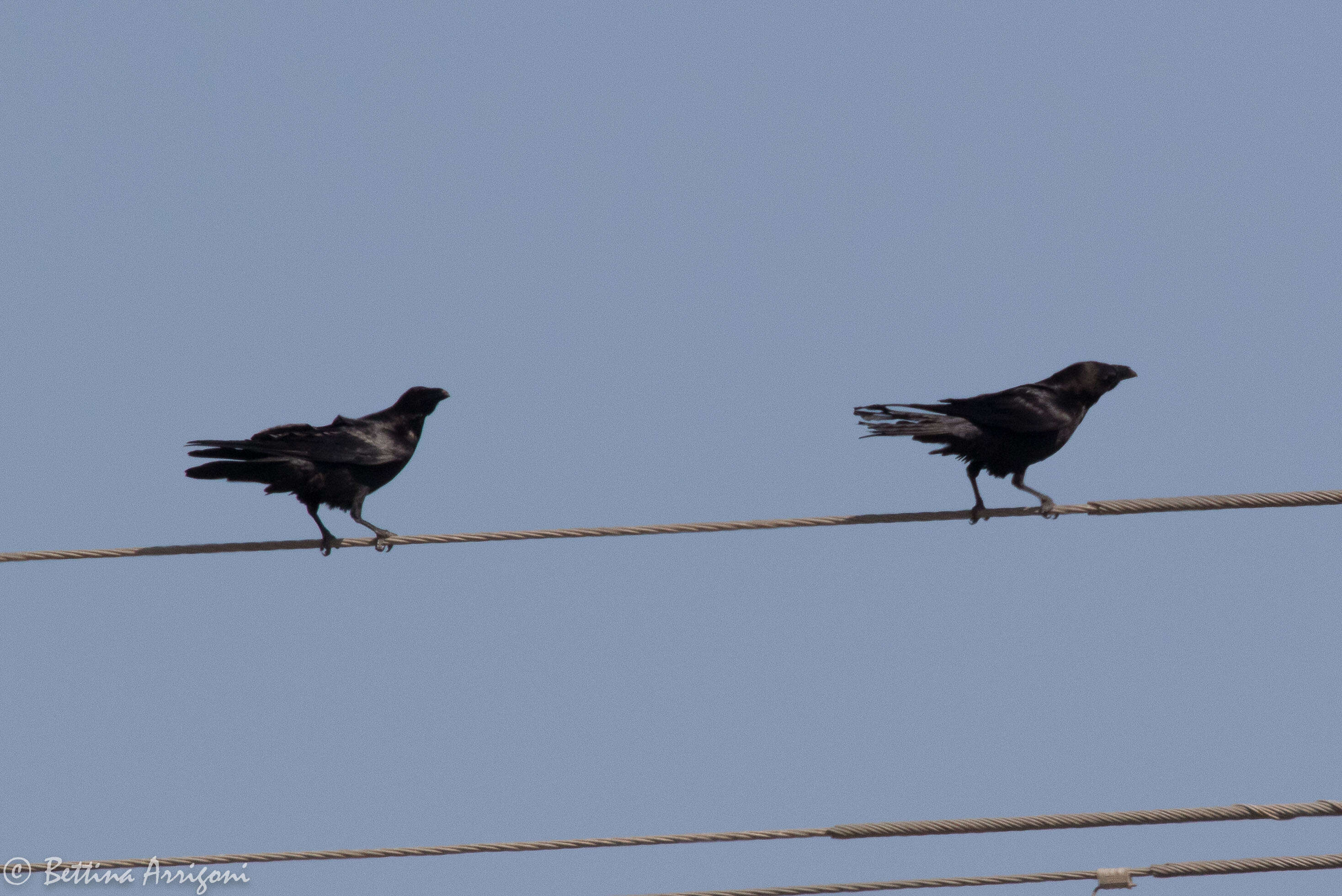 Image of Chihuahuan Raven