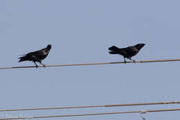 Image of Chihuahuan Raven