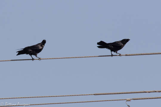 Image of Chihuahuan Raven