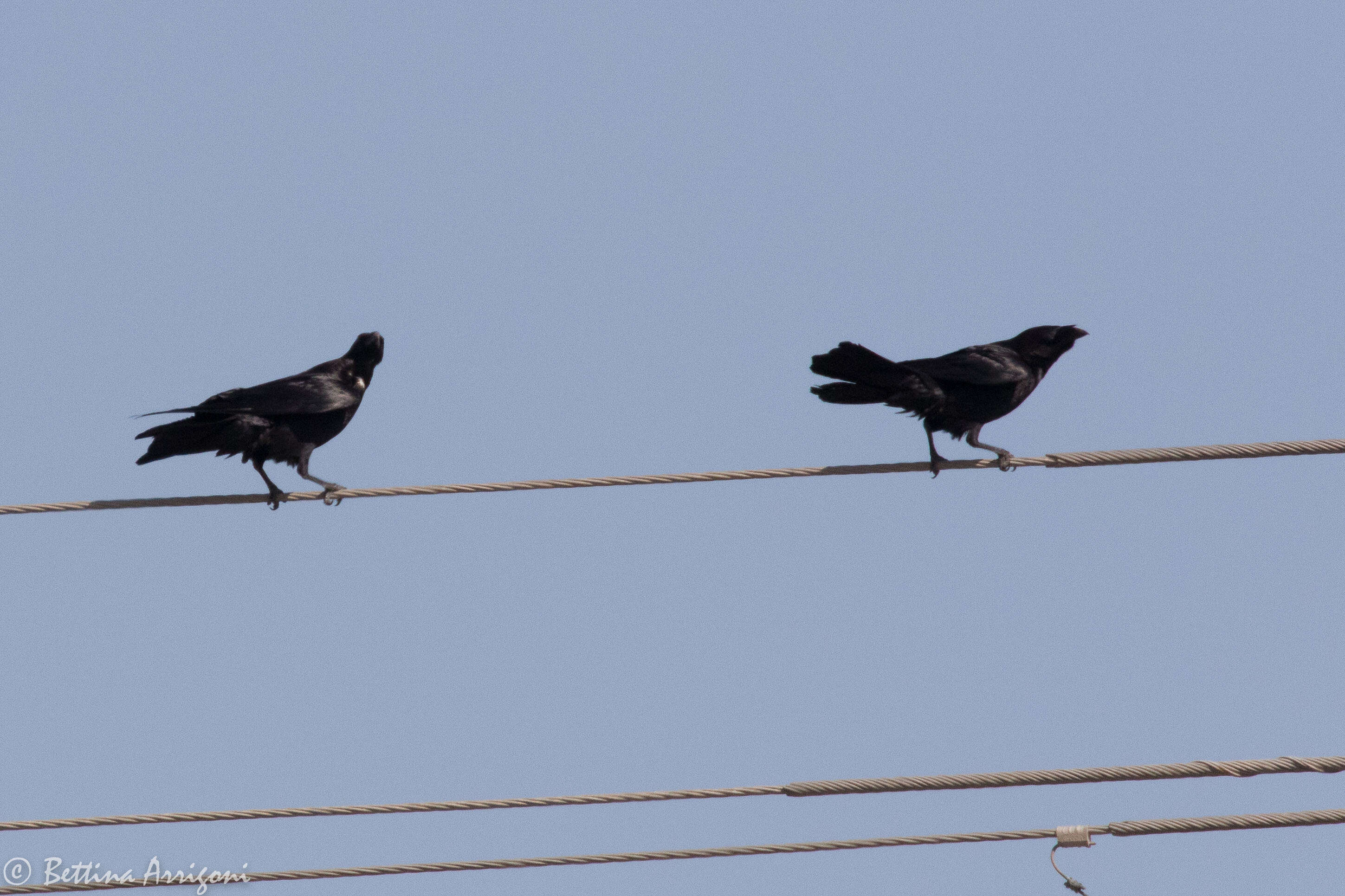 Image of Chihuahuan Raven