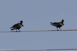 Image of Chihuahuan Raven