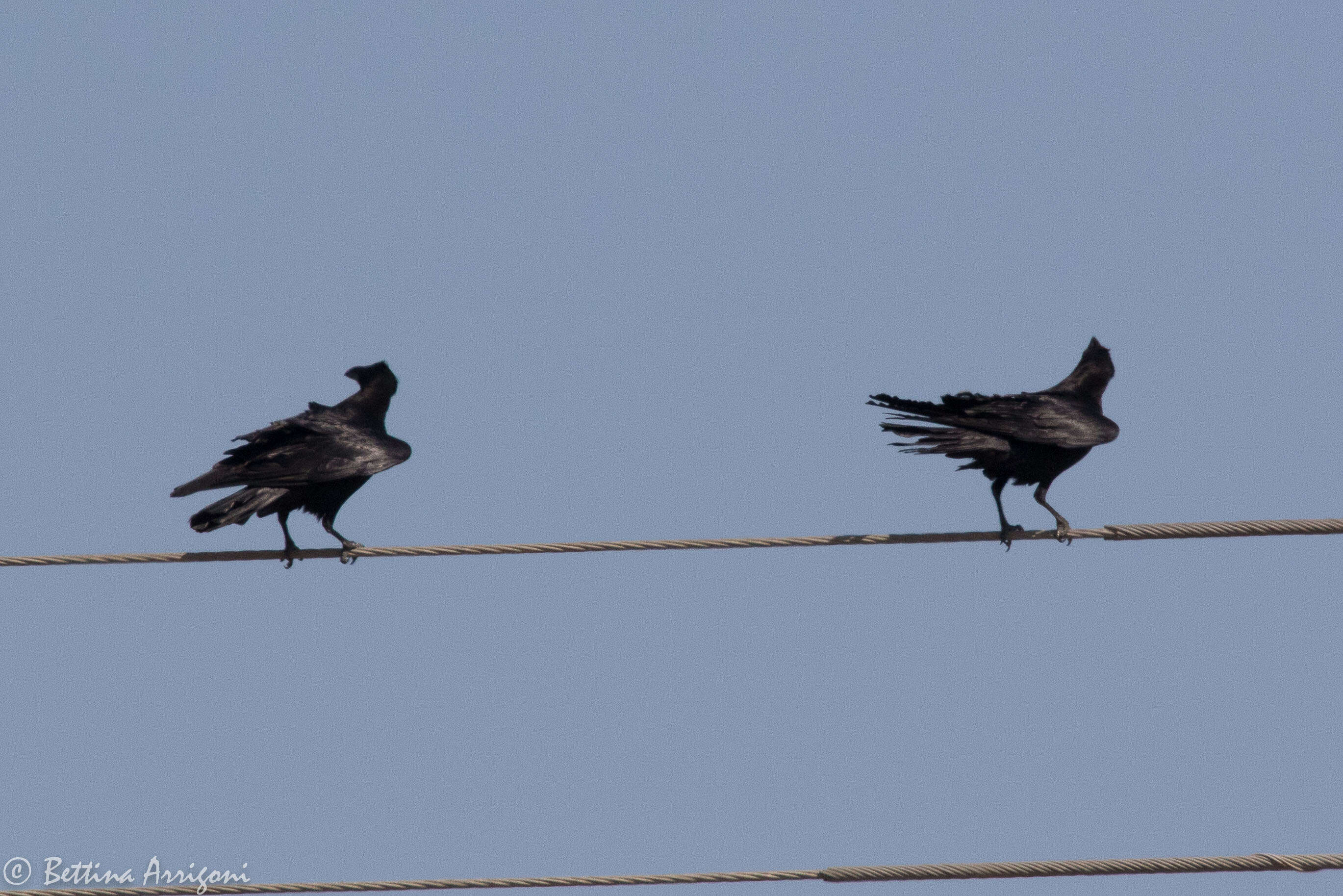 Image of Chihuahuan Raven