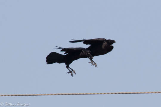 Image of Chihuahuan Raven