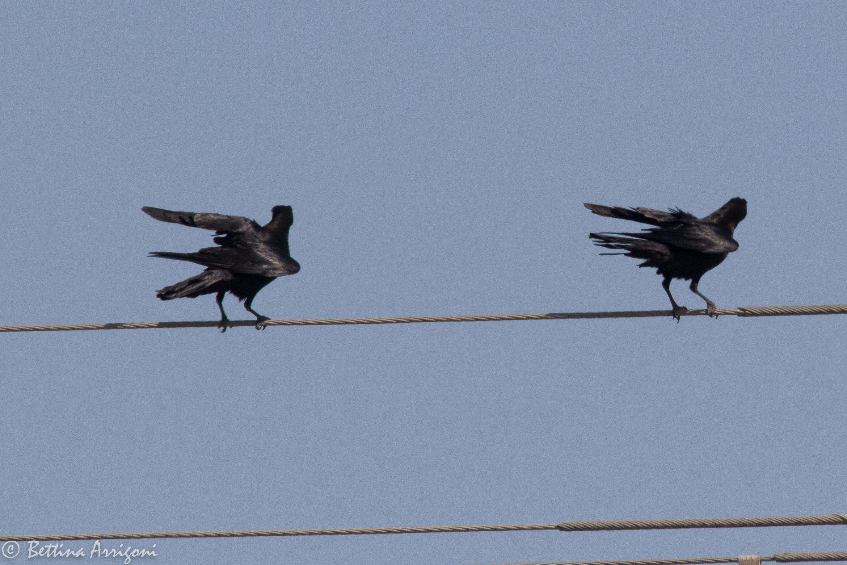 Image of Chihuahuan Raven