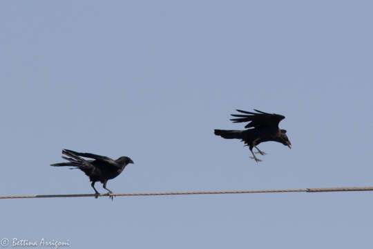 Image of Chihuahuan Raven