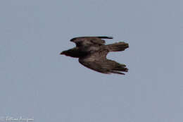 Image of Chihuahuan Raven