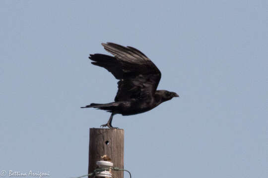 Image of Chihuahuan Raven