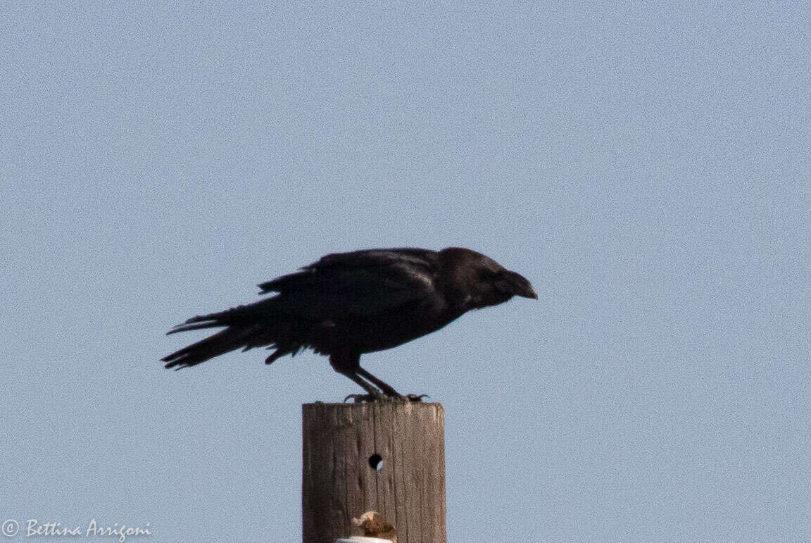 Image of Chihuahuan Raven