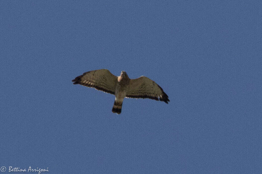 Image of Broad-winged Hawk