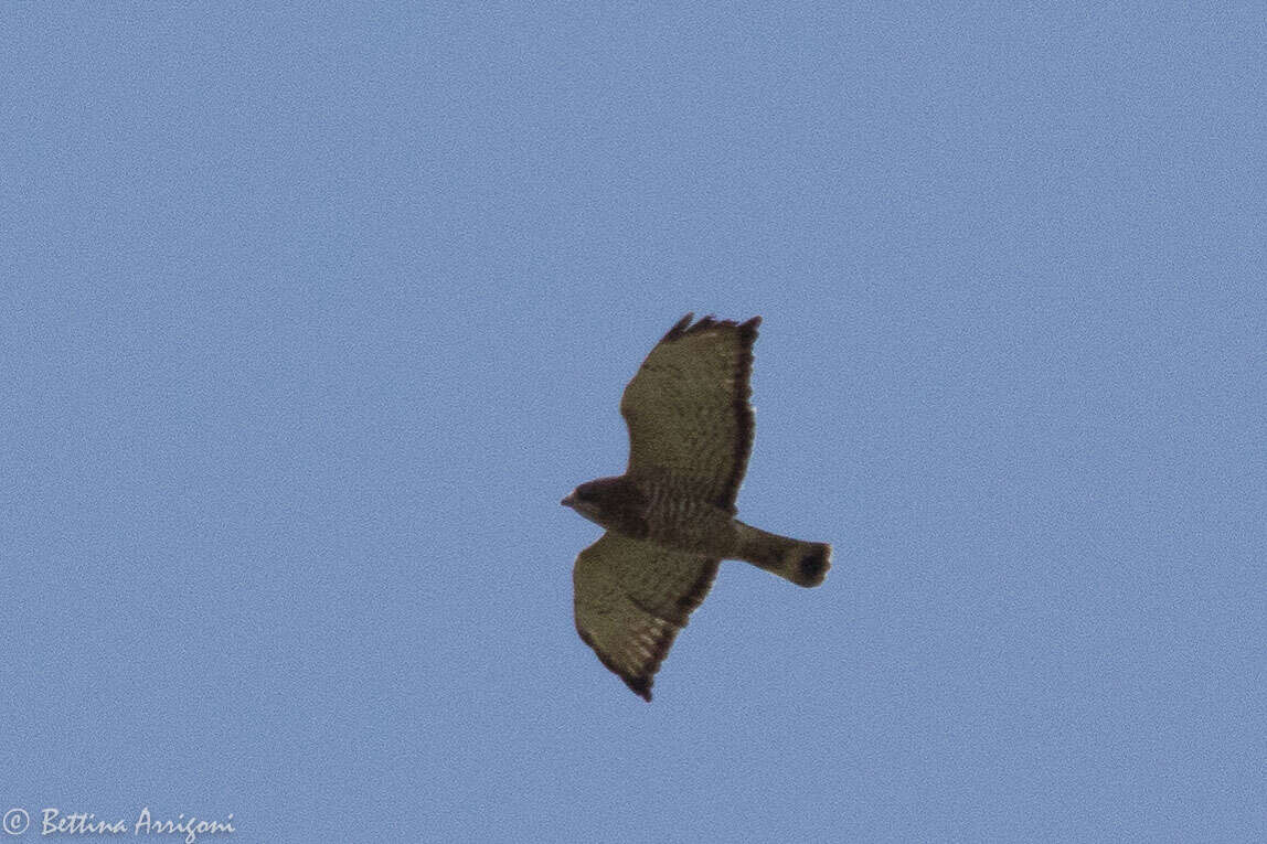 Image of Broad-winged Hawk