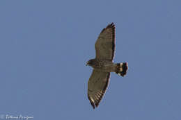 Image of Broad-winged Hawk