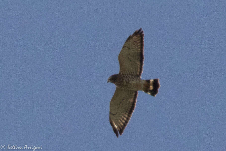 Image of Broad-winged Hawk