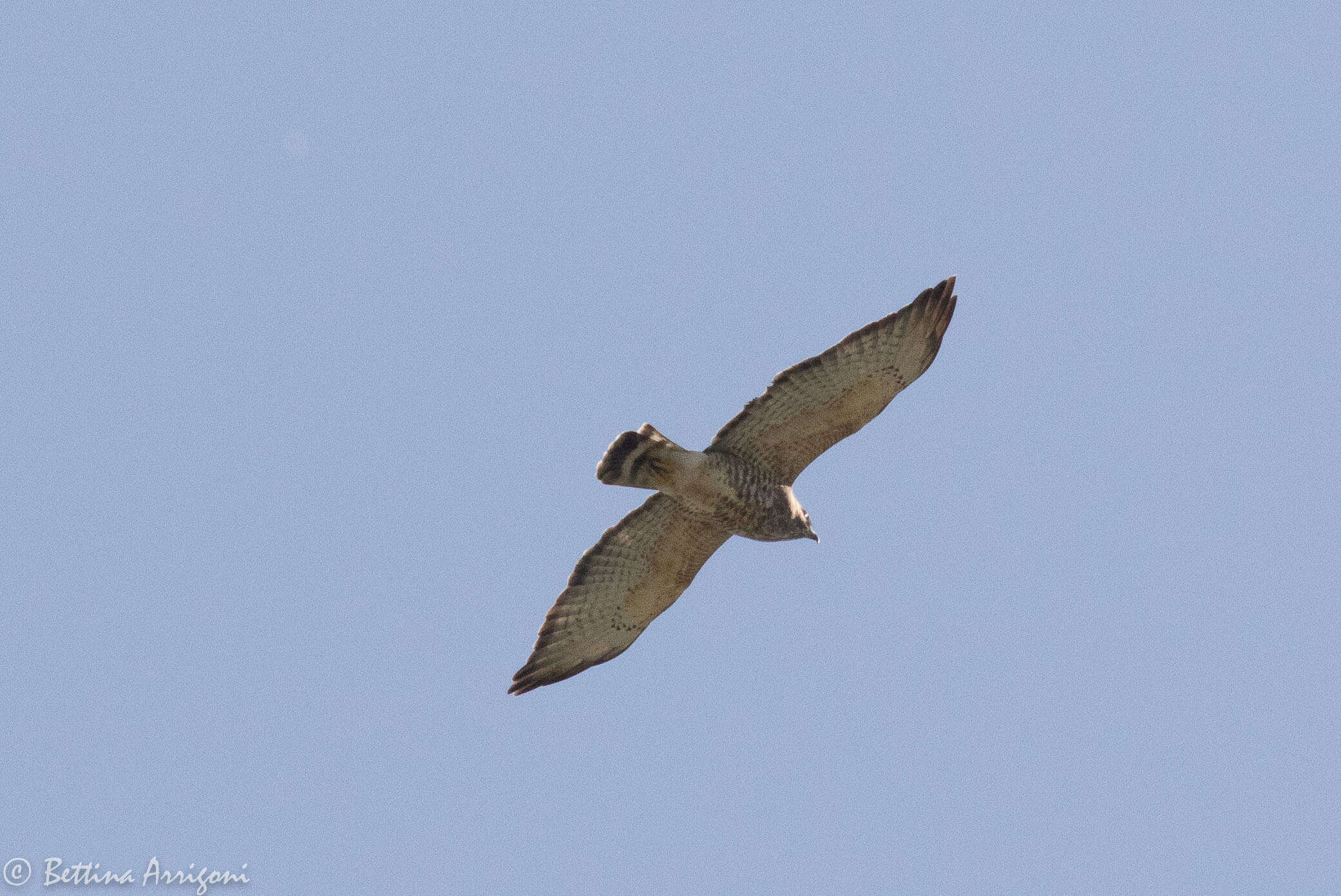 Plancia ëd Buteo platypterus (Vieillot 1823)