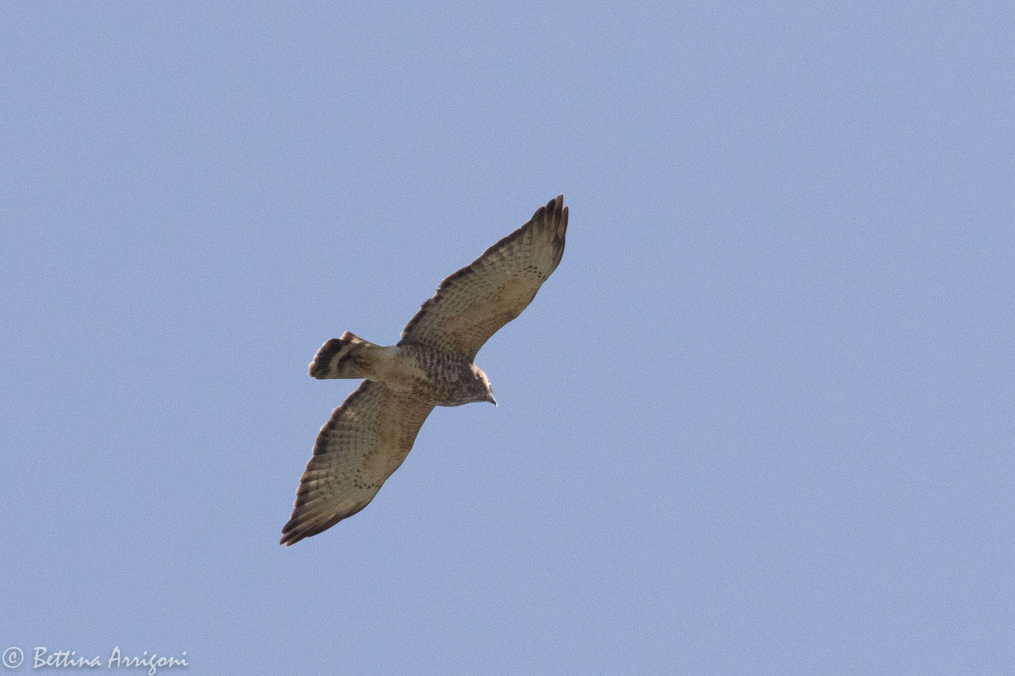 Image of Broad-winged Hawk