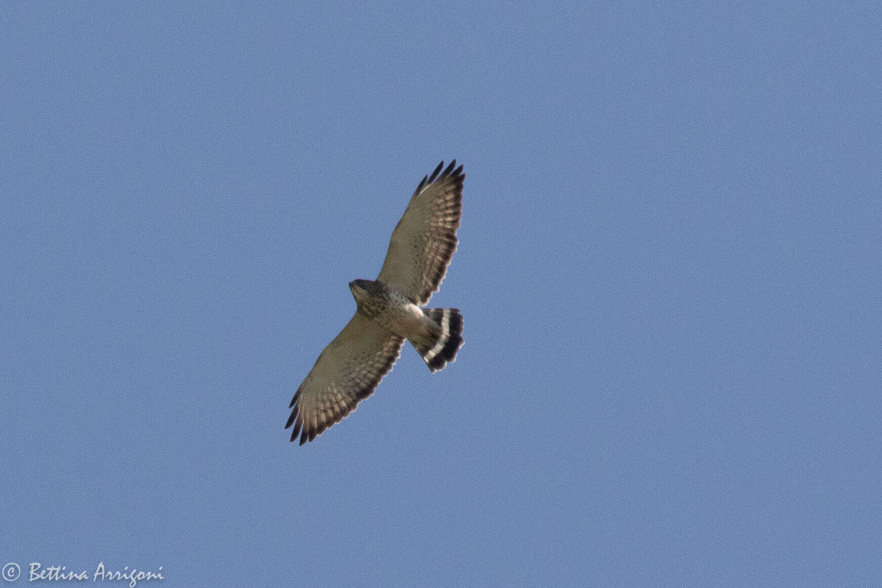 Plancia ëd Buteo platypterus (Vieillot 1823)